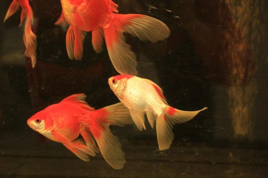 Goldfish in various sizes in a fish tank