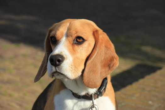 Young female beagle, four years old in late afternoon sun.