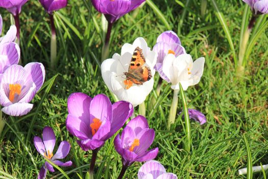 small tortoiseshell butterfly on a crocus in early spring sunlight
