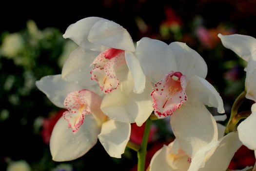 White Cymbidium orchids in a bridal floral arrangement
