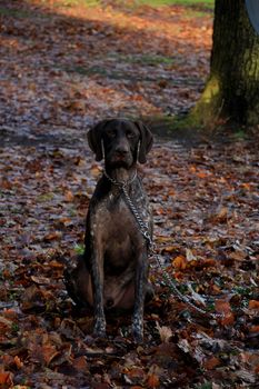 German Shorthaired Pointer, 3 year old male