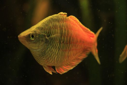 Tropical honey gourami in a big fish tank