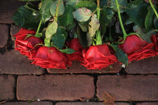 Red roses on the pavement of a cemetery