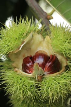 Sweet Chestnuts on a tree in an autumn forest