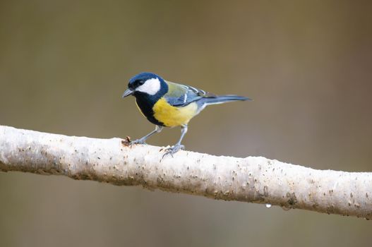 a great tit sits on a branch