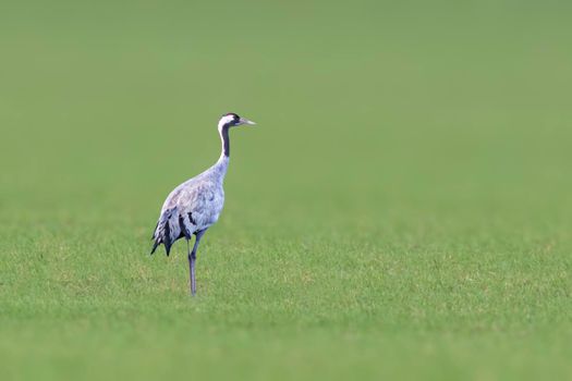 a crane stands on a green field