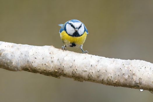 a blue tit sits on a branch