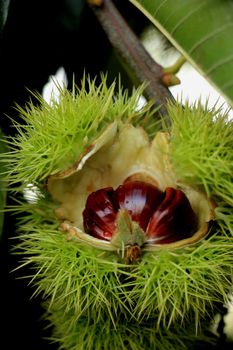 Sweet Chestnuts on a tree in an autumn forest