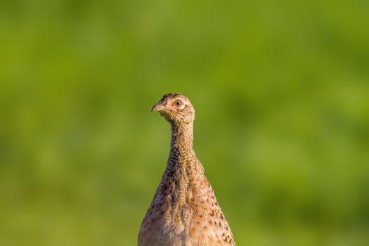 a young pheasant chicken in a meadow