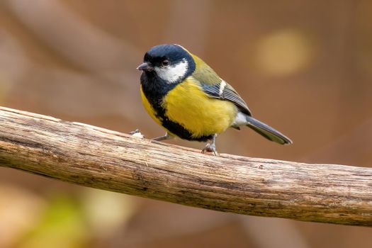 a great tit sits on a branch