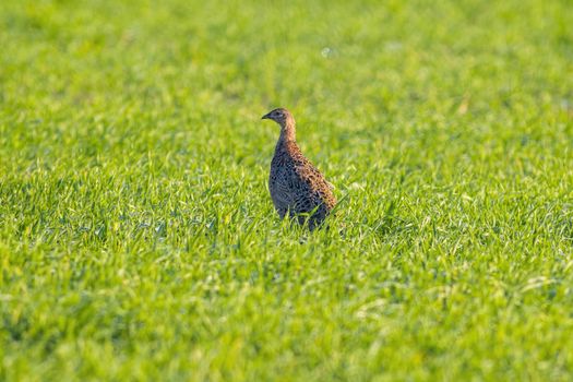 a young pheasant chicken in a meadow