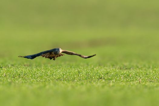 a buzzard flies over a green field