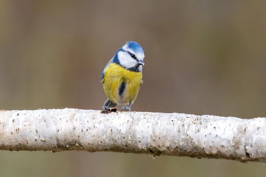 a blue tit sits on a branch