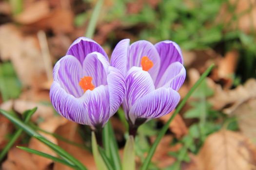 Purple and white crocuses on a field