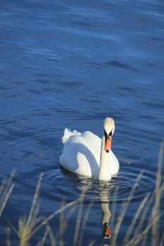 A single swan swimming on quiet water