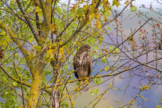 a Buzzard sits on a branch of a tree