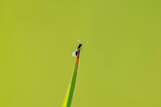 a fly sits on a stalk in a meadow