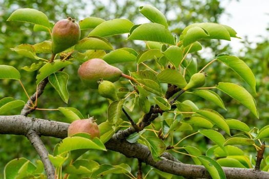 Several young pear fruits on a branch with green leaves.