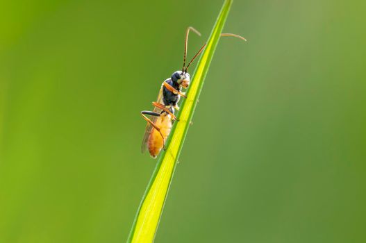 a wasp sits on a stalk in a meadow