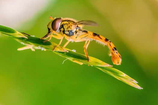 a hoverfly sits on a blade of grass in a meadow