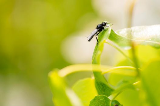 a March fly sits on a leaf in a forest