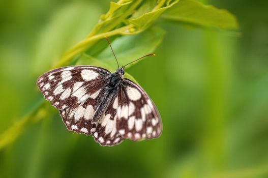 a Marbled White is sitting on a flower in a meadow
