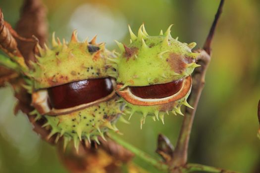 Chestnuts on a tree in an autumn forest