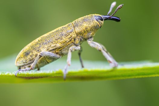 a yellow weevil sits on a leaf in a meadow
