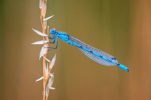 a blue damselfly dragonfly sits on a stalk in a meadow