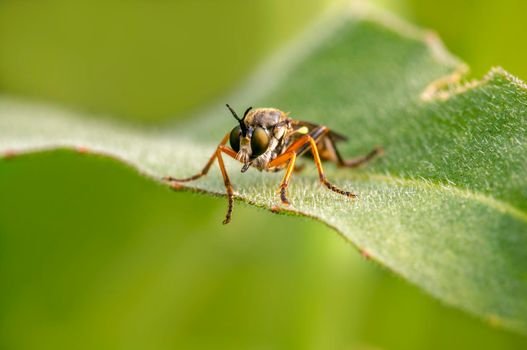 a robber fly sits on a leaf and waits for prey