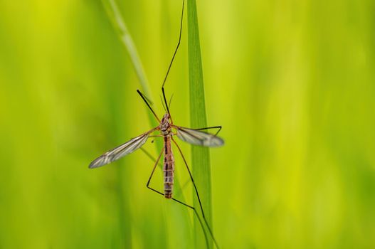 a crane fly sits on blades of grass in a meadow