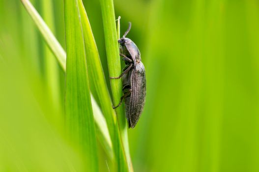 a black beetle sits on a stalk in a meadow