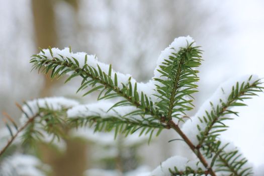 Snow on a pine branch, detail of a christmas tree