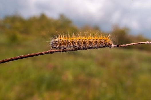 a caterpillar sits on a leaf in a meadow