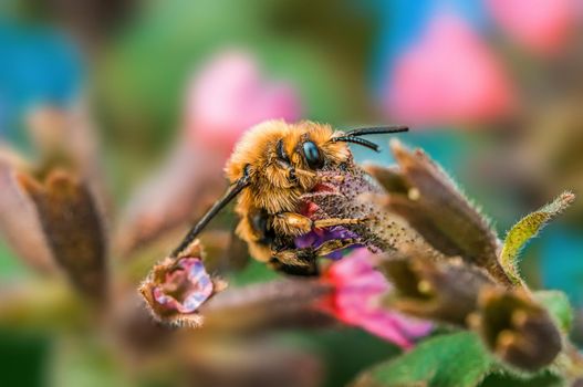 a bee sits on a flower in a meadow
