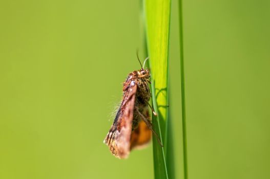 a Moth sits on a stalk in a meadow