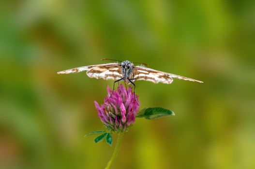 a Marbled White is sitting on a flower in a meadow