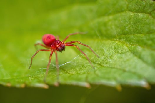 a small red spider is waiting for its prey on a leaf