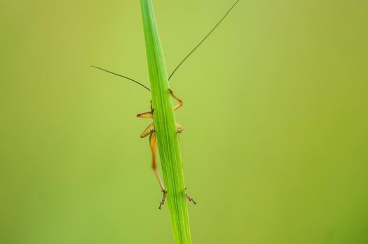 a green grasshopper sits on a stalk in a meadow