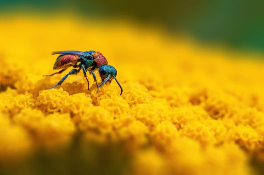 a gold wasp is sitting on a yellow flower
