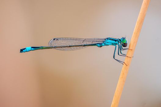 a blue damselfly dragonfly sits on a stalk in a meadow