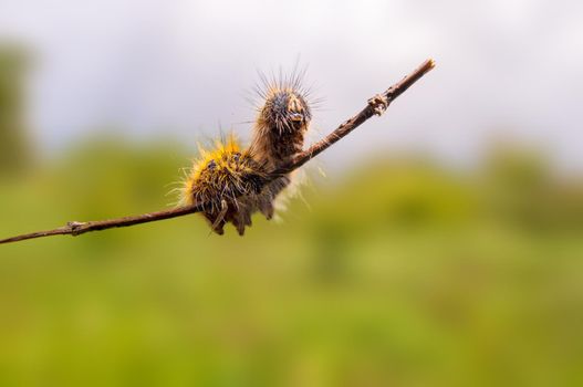 a caterpillar sits on a stalk in a meadow