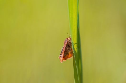 a Moth sits on a stalk in a meadow