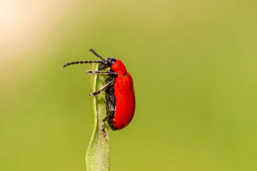 a red lily beetle sits on a leaf