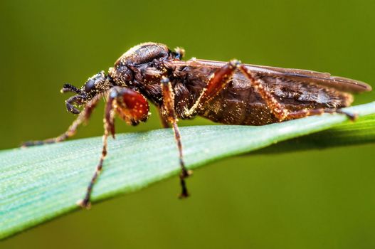 a March fly sits on a blade of grass in a meadow