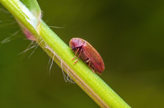 a brown bug sits on a stalk in a meadow