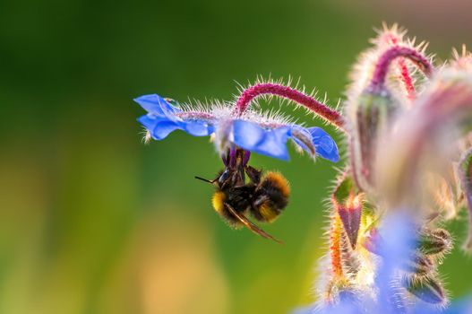 a bee sits on a flower in a meadow