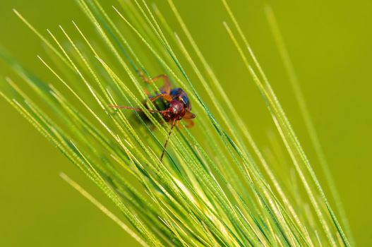 a earwig sits on a stalk in a meadow