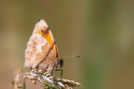 a brown butterly sits on a stalk in a meadow