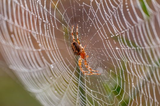 a spider sits in its web and waits for prey